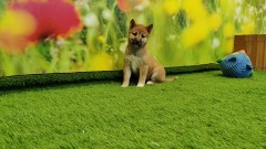 Shiba Inu Adolescent Puppy for sale